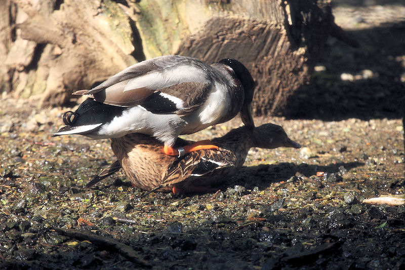 Avifauna humor